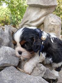 Cucciolo di Cavalier king con pedigree Enci