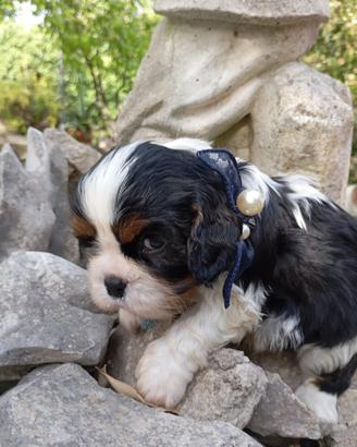 Cucciolo di Cavalier king con pedigree Enci
