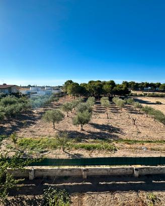 terreno agricolo