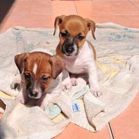 Jack russel pelo e zampa corta