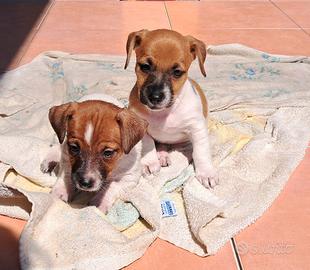 Jack russel pelo e zampa corta