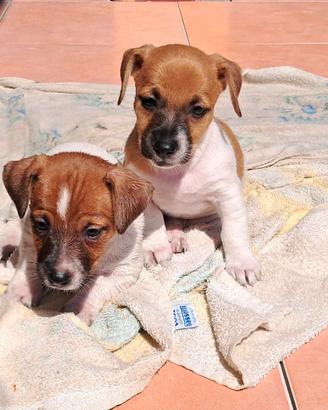 Jack russel pelo e zampa corta