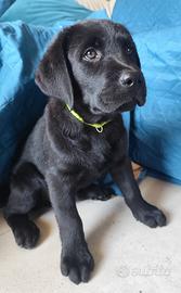 Labrador