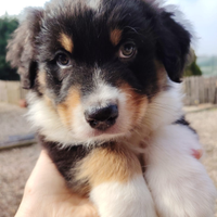 Cuccioli di pastore australiano