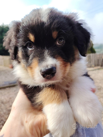 Cuccioli di pastore australiano