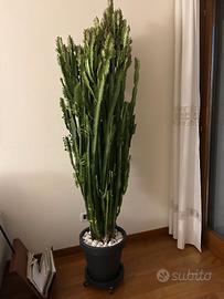 Euphorbia trigona