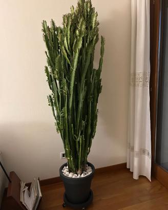 Euphorbia trigona