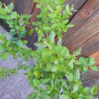 Piante da siepi Ligustrum Chinensis 