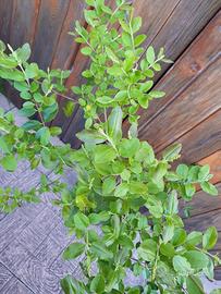 Piante da siepi Ligustrum Chinensis 