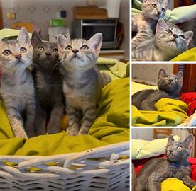 Siamo tre teneri gattini