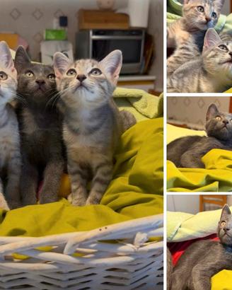 Siamo tre teneri gattini