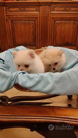 Spritz pomerania