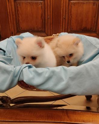 Spritz pomerania