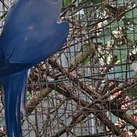 Coppia collari M Blu F viola 2021