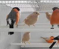 Coppie ciuffolotti mayor xxl