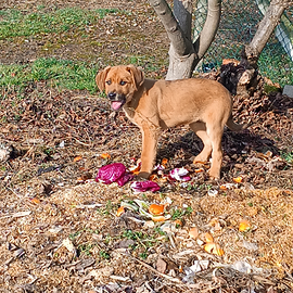 Cuccioli di tre mesi