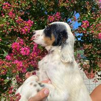 Cuccioli Setter Inglese