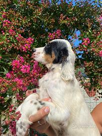 Cuccioli Setter Inglese