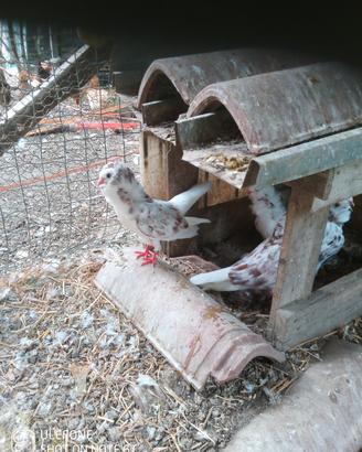 colombi
