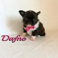 Chihuahua femmina a pelo lungo con pedigree