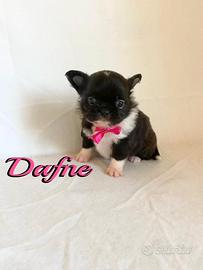 Chihuahua femmina a pelo lungo con pedigree