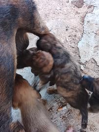 Cucciolata segugio maremmano