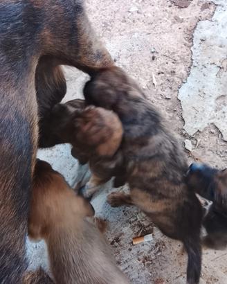 Cucciolata segugio maremmano