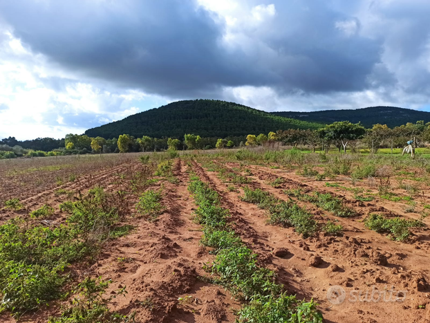 Terreno agro arenosu