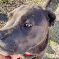 Cane corso femmina