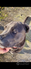 Cane corso femmina