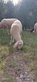 Agnello