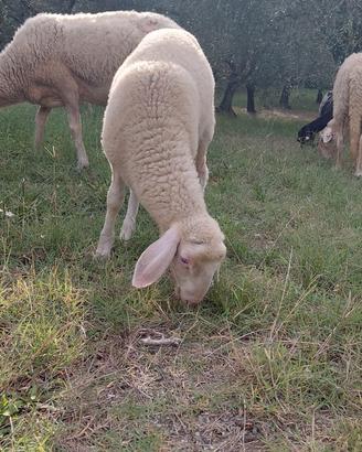Agnello