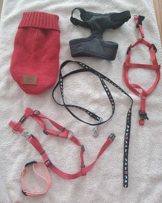 Guinzagli e vestito invernale 