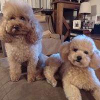 Barboncino Toy - accoppiamento