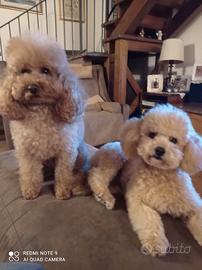 Barboncino Toy - accoppiamento