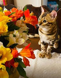 Una nuova famiglia per Matisse