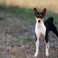 Cuccioli Basenji