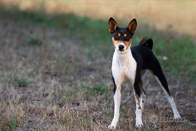 Cuccioli Basenji