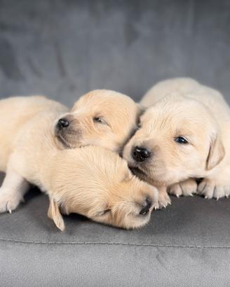 Golden retriver