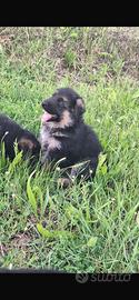 Cuccioli di pastore tedesco