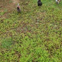 Galline serama coppie nane