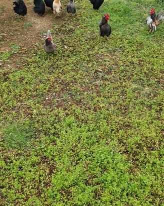 Galline serama coppie nane