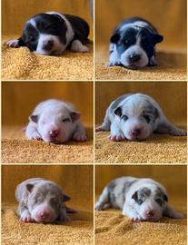 Cuccioli border collie