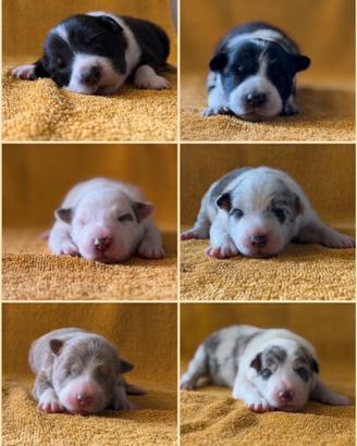 Cuccioli border collie