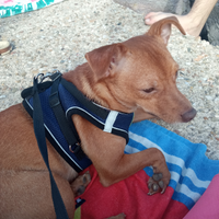 Compagno per Tony ? taglia piccola