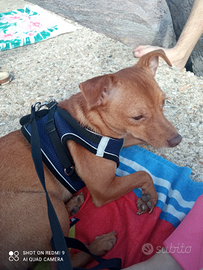 Compagno per Tony ? taglia piccola