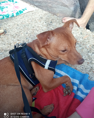 Compagno per Tony ? taglia piccola