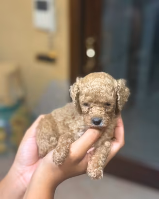 Barboncino mini toy