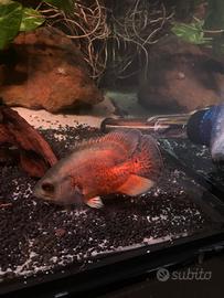 Astronotus Oscar e pesce pulitore