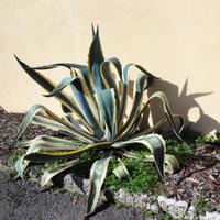Agave 